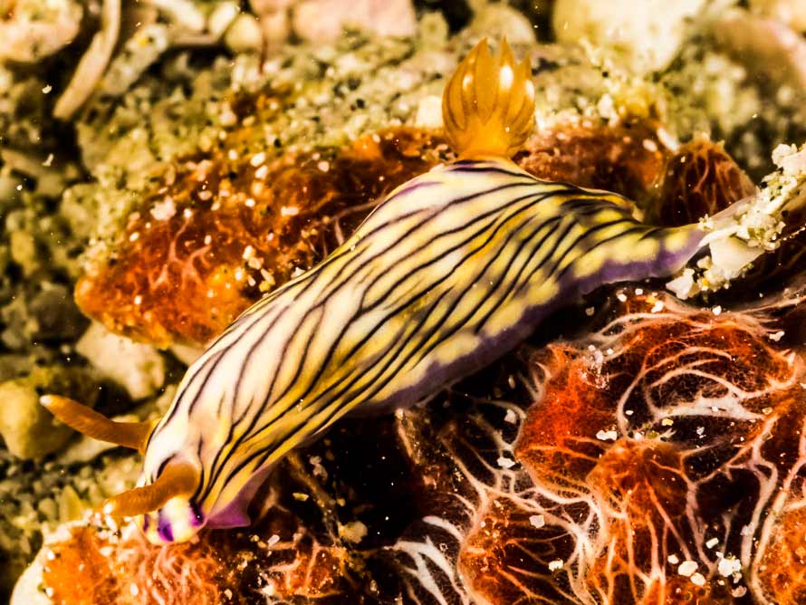 Hypselodoris zephyra